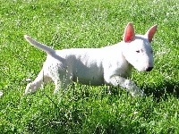 Of Excalibull's Legend - Bull Terrier - Portée née le 01/04/2015