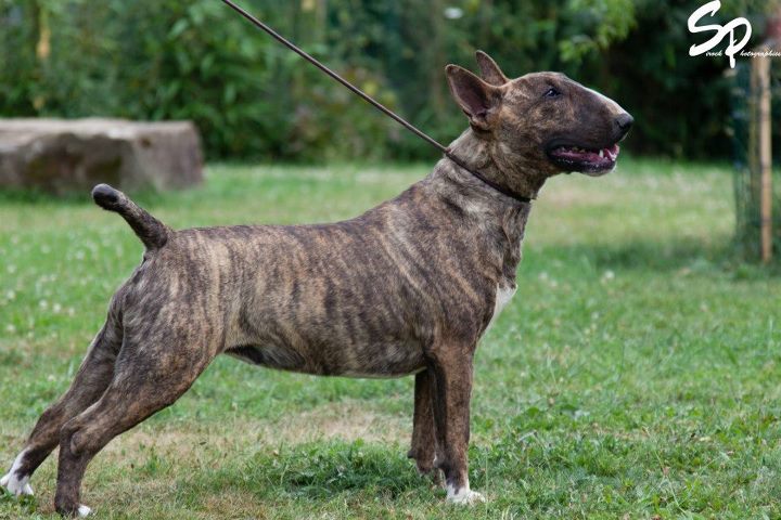 danbull Dark illusion